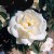 Gloire Lyonnaise - 