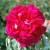 Gloire de Ducher - 