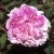Gloire de France - 