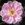 Gloire de Guilan - 