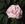 Gloire des Mousseux - 