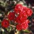 Gloria Mundi - 