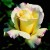 Golden Dawn - 