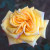Golden Jubilee - 