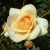 Golden Melody - 
