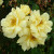 Golden Memories - 