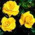 Golden Wedding - 