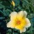 Golden Wings - 