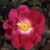 Greenmantle - 