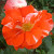 Hanky Panky - 