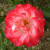 Hannah Gordon - 