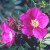 Hazel Le Rougetel - 