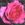 Heinrich Schultheis - 