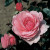 Horatio Nelson - 