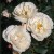 Horstmann's Rosenresli - 
