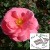 Indianna Mae - 