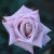 Intermezzo - 