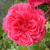 Ivor's Rose - 