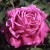 Jean Rosenkrantz - 