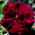 Josephine Bruce - 