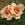 Julia's Rose - 