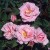 Kathleen Harrop - 