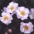 Kathleen - 