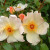 Keith Maughan - 
