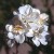 Kent - 