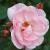 Kittys Rose - 