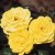 Korresia - 