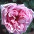La Noblesse - 