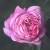 La Reine - 
