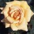 Lady Belper - 