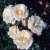 Lady Romsey - 
