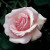 Lady Sylvia Climber - 