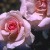 Lady Sylvia - 