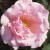 Lady Waterlow - 