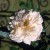Lamarque - 