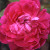 Laneii - 