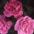 Lavender Lassie - 