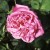 Lewesongower - 