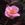 Lilac Charm - 