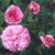Little Gem - 