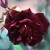 Louis XIV - 