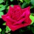 Loving Memory - 