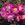 Magic Carpet - 