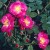 Magnifica - 