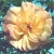 Maigold - 