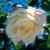 Maman Cochet White - 